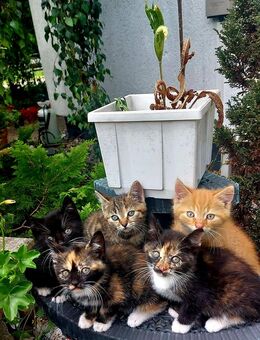 Katzenbaby Katzenkinder Kitten - Woggersin