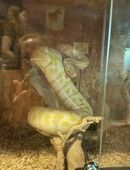 Königspython Albino in 51375