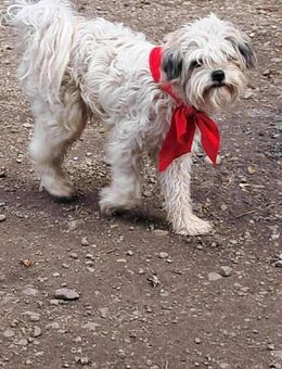 Flynn, Wuschel sucht Herzensmenschen - Langenhagen