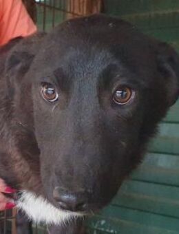 URMEL-freundlicher Jung-Rüde, 36 cm(w) - Rösrath