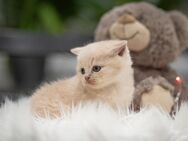 BKH Kitten in unterschiedlichen Farbschlägen - Bad Wildungen