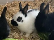 baby hase abzugeben - Herne Holthausen