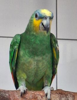 Venezuelaamazone - Strübbel