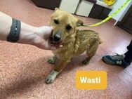 der kleine Wasti sucht sein Glück - Siggelkow