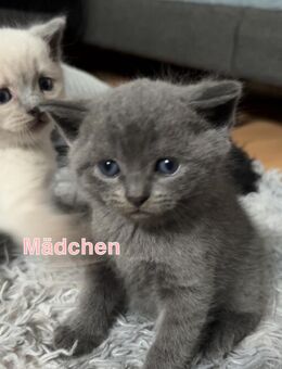 Zauberhafte Britisch Kurzhaar Kitten in liebevolle Hände abzugeben - Bielefeld