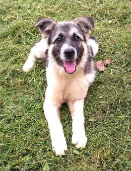 Hübschen Hündin sucht ein Zuhause - Enger (Widukindstadt)