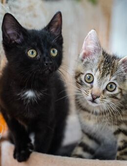 Kitten - Mellrichstadt Zentrum