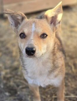 Sanfte, kleine Ira sucht ihre Familie - Kallmünz