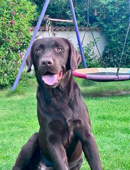 *Deckanzeige für unseren reinrassigen Labrador Rüden "Bruno"* - Kastl (Regierungsbezirk Oberbayern)