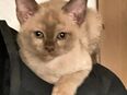 Burma Kitten Kater reinrassig in 31542