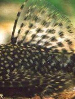 Aquarium Fisch; Antennenwels (Ancistrus sp.) ab 1,-€ - Erftstadt