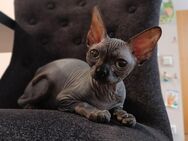 Kanadische Sphynx Katze reinrassig sterilisiert gechippt geimpft - Bad Liebenzell