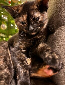 Süßes Kätzchen - Tellingstedt