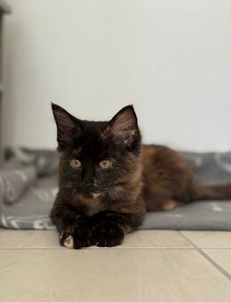 Reinrassige Maine-Coon Katze, sehr verschmust, in liebevolle Hände abzugeben - Kreuztal Zentrum