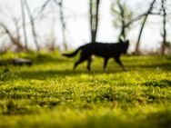 Hundeangst Sensibilisierung (Kynophobie) - Rothenburg