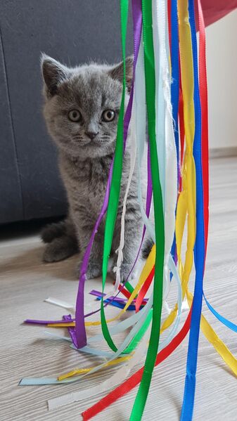 BKH Kitten 1 Weibchen - Rheinzabern