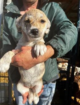 Kleine Hündin - Familienhund - Susa - Schlitz