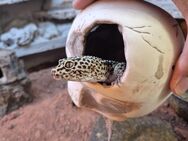 Leoparden Geckos inklusive Terrarium - Dornum