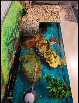 Verkaufe 2 Wasserschildkröten + Aquarium und Zubehör - Mainbernheim