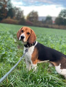 Kluger, aktiver Beagle-Rüde sucht erfahrenes Zuhause - Ingolstadt
