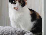 Liebevolle Katzenkinder BKH Mix zu verkaufen - Ohrdruf