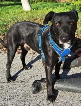 NOTFALL PASKO- Wunderschön & Ruhig - Obertshausen