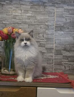 Ragdoll und BKH Mix Kazten - Nalbach