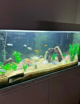 Aquarium 240L - Erftstadt