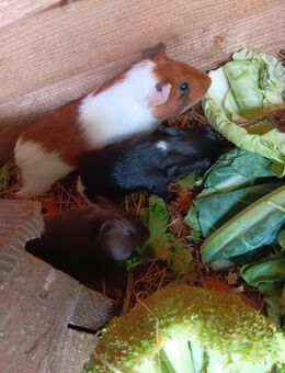 Meerschweinchen abzugeben - Waldshut-Tiengen