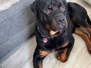 Rottweiler abzugeben - Chemnitz