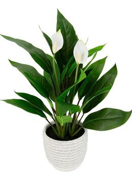Kunstpflanze Spathiphyllum, I.GE.A., Höhe 48 cm, im Topf Anthurie Calla Flamingoblume exotische Pflanze weiße Blüten