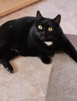 MOMO - geb. ca. 05/2022 - wk - Eibenstock