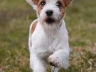 Jack Russell Terrier WELPEN - Altlandsberg