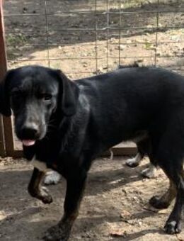 Junghund SPIRIT - Köln