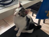 Noch eine Babykatze - Ludwigshafen (Rhein)