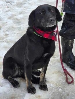 DIMA = schwarze Perle im Tierheim ♥️ - München