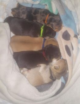 Chihuahua Mops Welpen - Magdeburg
