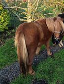 Appaloosa-Pony in 26487