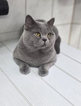 BKH Deckkater mit Gen-Test !! - Stockach