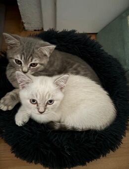 BKH KITTEN - Hausham
