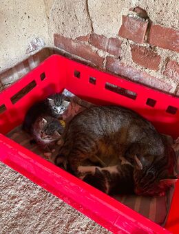 Kitten suchen neues zuhause - Bliesdorf
