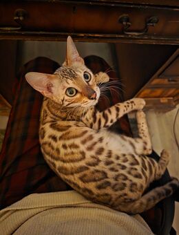 Bengalkatze - Bremen