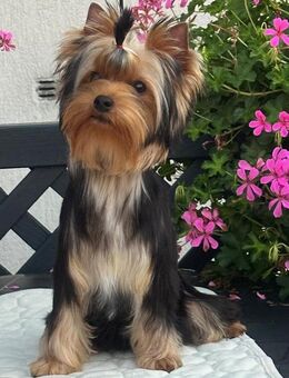Yorkshire Terrier Hündin - Nordstemmen