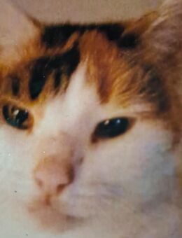 Suche eine Katze - Lohr (Main) Zentrum