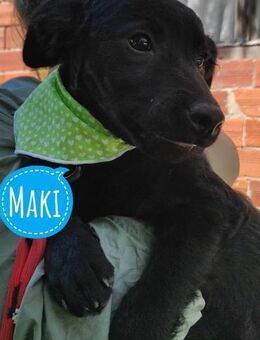 Maki ein freundlicher Bub - Flörsheim-Dalsheim