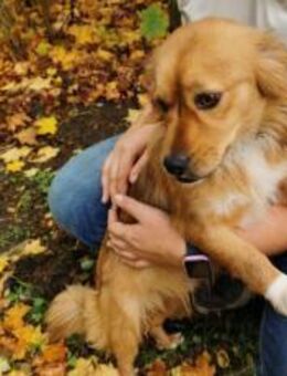 Mellow sucht ein Zuhause - München