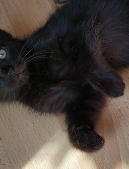 Noch 1 xxl maine coon mix kitten schwarz grau Teddybärchen abholbereit - Bad Kissingen