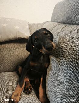 Dobermann Welpen - Birkenfeld (Rheinland-Pfalz)