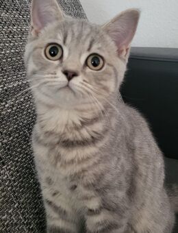 Süße Kätzchen suchen liebevolles Zuhause - Hannover