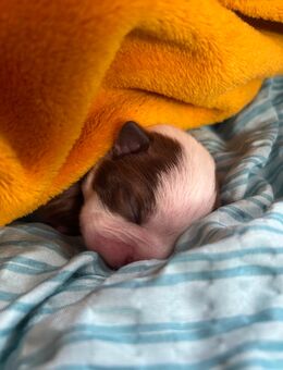 Boston Terrier - Damme Zentrum